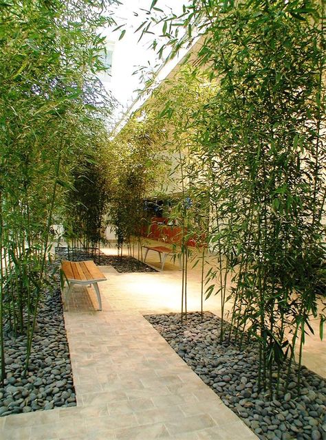 Black Bamboo Garden, Indoor Bamboo Garden, Award Winning Gardens, Song Of India Plant Landscaping, Garden Bamboo Ideas, Bamboo Landscape Ideas, Bamboo Garden Landscaping, Modern Garden Planting Ideas, Bamboo Interior Design