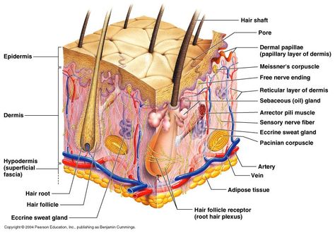 Skin Glands Anatomy And Physiology Study, Physiology Study, Punkty Spustowe, Skin Anatomy, Sensory Nerves, Integumentary System, Nursing School Studying, Skin Structure, Sweat Gland