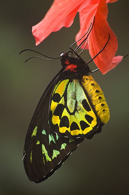 Gorgeous! Birdwing Butterfly, Moth Caterpillar, Flying Flowers, Butterfly Species, Flying Insects, Beautiful Bugs, Butterfly Kisses, Black Butterfly, Arte Animal