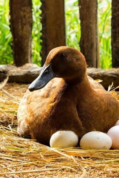 All the Duck Egg Facts (+10 Tips to Selling Duck Eggs) Hunting Turkey, Egg Facts, Backyard Coop, Backyard Ducks, Deer Stands, Duck Coop, Raising Ducks, Coyote Hunting, Deer Hunting Blinds