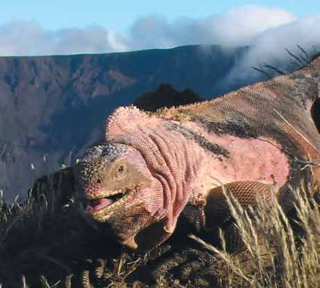 Pink Iguana Species Discovered Baby Iguana, Pink Animals, Extinct Animals, Galapagos Islands, Reptiles And Amphibians, Pink Baby, Cultura Pop, Amphibians, Science And Nature