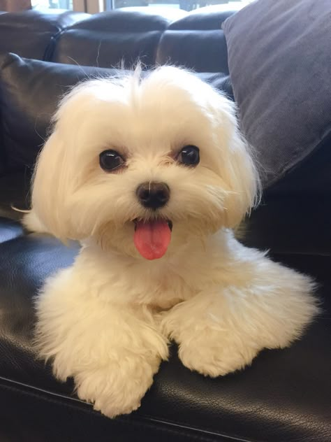 Anjing Maltese, Maltese Haircut, Cute Maltese, Teacup Maltese Puppies, Teacup Maltese, Designer Dogs, Dog Haircuts, Maltese Puppies, Havanese Puppies