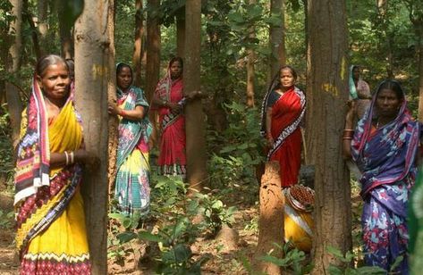 The women of Balarampur are determined not to let anybody destroy Jhinkargadi forest - The Hindu Chipko Movement, Forest People, Forest Conservation, Forest Department, Process Of Change, Save Trees, Tree Felling, Wild Elephant, The Hindu