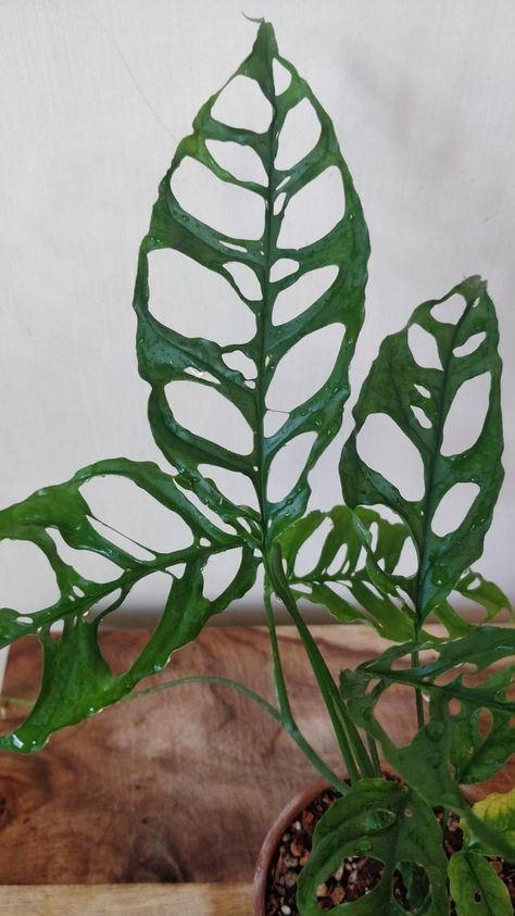 Exotic Plants Indoor, Monstera Varieties, Monstera Obliqua Peru, Monstera Obliqua, Monstera Plants, Plant Diy, Indoor Plant Wall, Houseplant Care, Household Plants