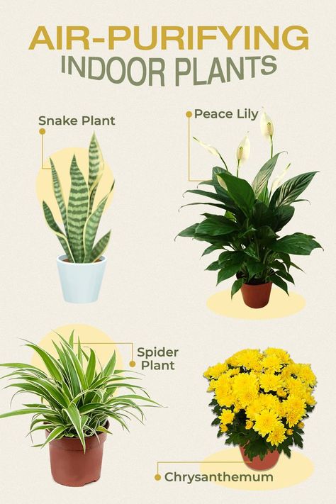 Peace Lily, Spider Plants, Snake Plant, Grow Lights, Clean Air, Air Purifier, Chrysanthemum, Plant Lover, Green Thumb