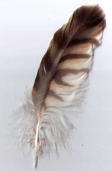 Feather Pictures, Feather Art Projects, Red Shouldered Hawk, Feather Identification, Aesthetic Generator, Hawk Feather, Feather Photo, Hawk Wings, Hawk Feathers