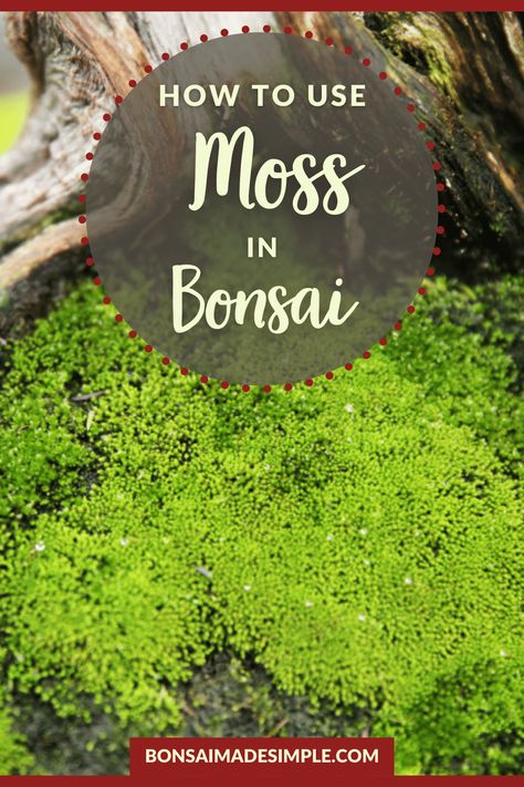 Moss is used by bonsai hobbyists to add interest and to create the illusion of grass growing under these miniature trees. Learn about the many benefits and a few cautions when using moss, as well as how to collect it and how to apply it . #mossinbonsai #bonsaidesign #bonsaimadesimple #howtobonsai #successfulatbonsai #bonsai Bonsai Accent Plants, Lemon Cypress Bonsai, Propagating Moss, Weeping Bonsai, Bonsai Styling, Bonsai Moss, Bonsai Growing, Cascading Bonsai, How To Grow Bonsai