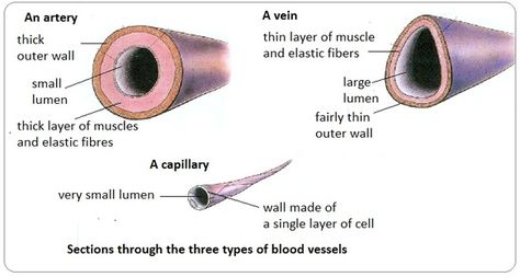 Arteries, veins and capillaries - structure and functions - Biology Notes for IGCSE 2014 Blood Vessels Anatomy, Heart Arteries, Medical Things, Scanning Electron Micrograph, First Aid Tips, Medicine Notes, Arteries And Veins, Secondary Science, Human Anatomy And Physiology