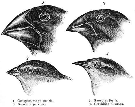 Darwin's finches or Galapagos finches. Darwin, 1845. Journal of researches into the natural history and geology of the countries visited during the voyage of H.M.S. Beagle round the world, under the Command of Capt. Fitz Roy, R.N. 2d edition. Charles Darwin Evolution, Finch Tattoo, Darwin Evolution, Darwin's Theory Of Evolution, Darwin Theory, Science Tattoo, Evolution Art, Theory Of Evolution, Historical Objects