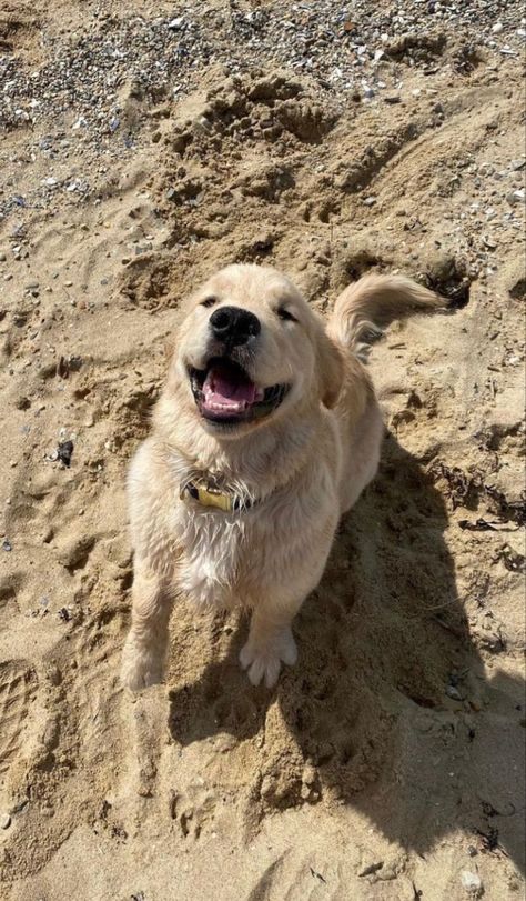 Summer Dog Aesthetic, Walking Dog On Beach, Dog On Beach Aesthetic, Beach Dog Aesthetic, Dog Beach Aesthetic, Dog Owner Aesthetic, Animals At The Beach, Dog Walking Aesthetic, Dogs On Beach