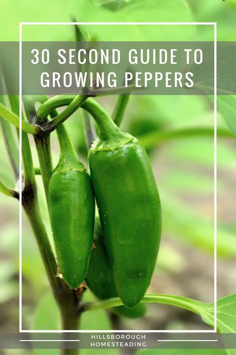 Quick and dirty 30 second guide to growing peppers of all kinds. Everything you need to know to start growing peppers. pH, water, spacing, planting times, etc. A quick reference guide for the homesteader's garden. Peppers Growing, Anaheim Peppers, Growing Spinach, Growing Peppers, Stuffed Anaheim Peppers, Growing Garlic, Backyard Gardening, Garden Calendar, Green Peppers