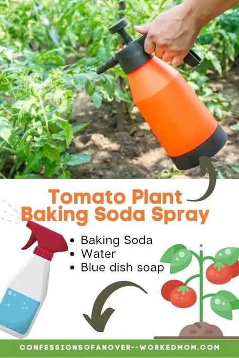 Pest Spray For Garden, Diy Bug Spray For Plants, Baking Soda For Tomato Plants, Baking Soda Uses In The Garden, Baking Soda For Plants, Diy Garden Spray Pest Control, Best Fertilizer For Tomato Plants, Bug Spray For Vegetable Garden, Bug Spray For Tomato Plants