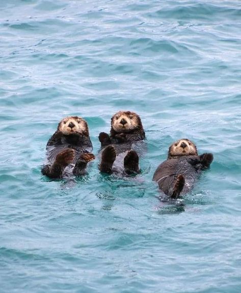 Otter Facts, Baby Sea Otters, Baby Otter, Glacier Bay National Park, Sea Otters, Baby Otters, Ocean Conservation, Sea Otter, Baby Animals Funny