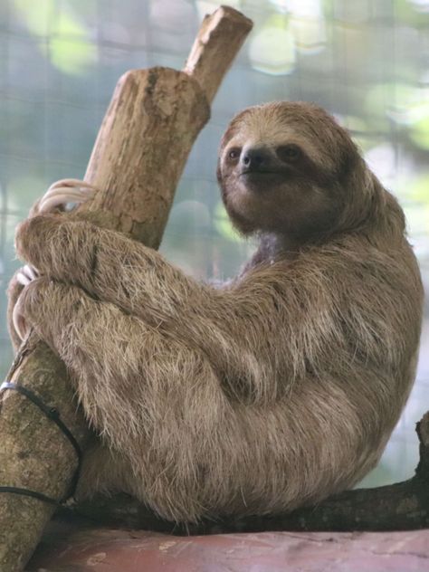 Sloth Aesthetic, Pictures Of Sloths, Sloth Facts, Costa Rica Animals, Two Toed Sloth, Sloth Life, Animal Rescue Center, Sloth Art, Hanging Upside Down