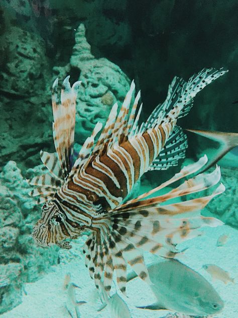 Space Angels, Tiger Fish, Space Fantasy, Water Dragon, Sea Ocean, Ocean Photography, Retro Futurism, Art Stuff, Photography Photos