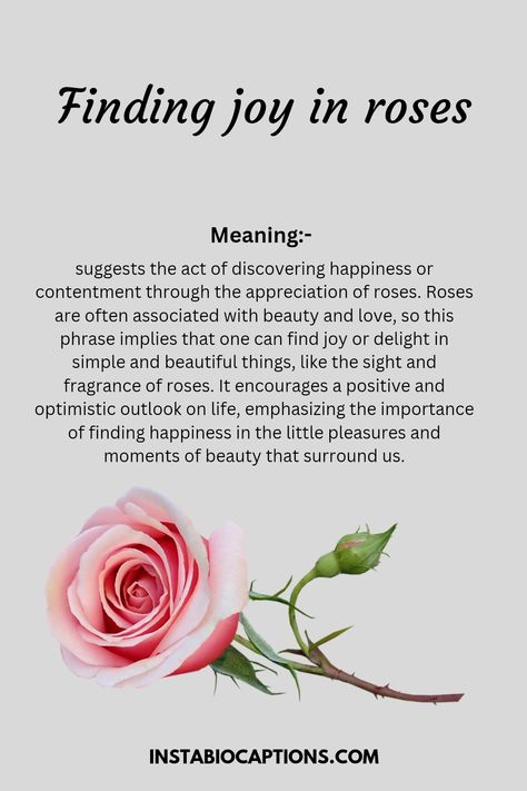 Finding joy in roses, one words rose captions for instagram Rose Captions For Instagram, Rose Captions, Finding Happiness, Captions For Instagram, Rose Photos, Single Words, One Word, Finding Joy, Instagram Captions