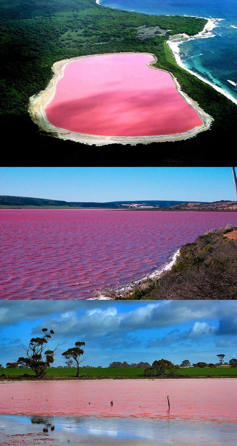 Hillier Lake, Western Australia. The worlds only naturally occurring pink lake. Lake Hillier Australia, Pink Lake, Pink Water, Breathtaking Places, Photo Images, Sunshine Coast, Pretty Places, Australia Travel, Places Around The World