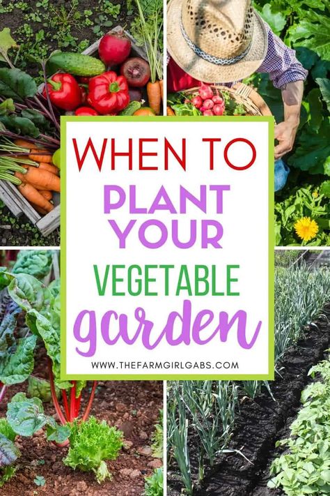 Starting a backyard vegetable garden takes a little time and preparation. Not sure when to plant throughout the season? This post will guide you on When To Plant A Backyard Vegetable Garden. Follow these beginner gardening tips for a successful backyard garden. Must Have Vegetables In Garden, Starting Garden Outdoors, Gardens Ideas Backyard Vegetable, Southern Vegetable Garden, Backyard Garden For Beginners, First Time Garden Layout, Backyard Gardens Vegetable, Vegetable Garden Design Backyard, First Time Gardening Vegetables