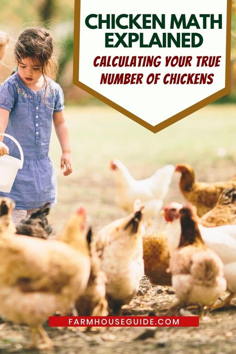 Best Chickens For Eggs, Snacks For Chickens, Chicken Breeds For Eggs, Chicken Math, Feeding Chickens, Chicken Treats, Raising Backyard Chickens, Laying Hens, Egg Production