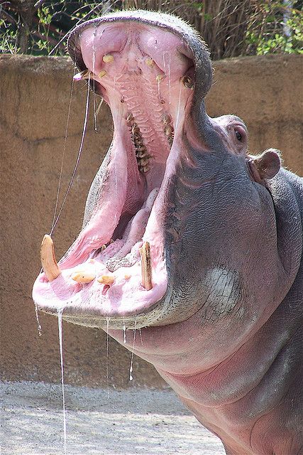 Sea Animals Tattoo, Morning Breath, Animals Tattoo, Cute Hippo, Hungry Hippos, Animal Reference, Nature Wallpapers, Unusual Animals, African Wildlife