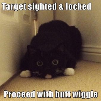 The Deadliest Wiggle Funny Kitty, Funny Animal Quotes, Funny Cat Memes, Funny Cat Pictures, Funny Animal Memes, Top Videos, Funny Animal Pictures, On The Floor, Animal Memes