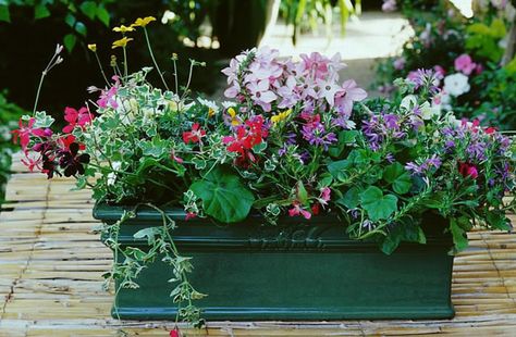 Créer des compositions avec des géraniums en suivant les plans-patron et les conseils de culture de Rustica. Little Garden, Geraniums, Composition, Plants, Flowers, Green, Color