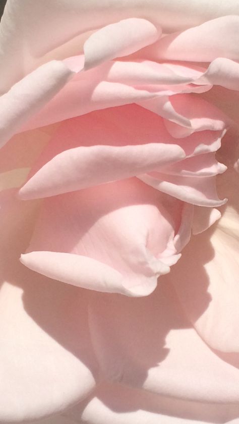 Pale Aesthetic, Jo Loves, Rose Pale, Flower Phone Wallpaper, Pretty Pastel, Ranunculus, Colorful Wallpaper, Pink Aesthetic, Dusty Rose