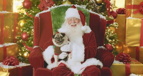 Tips for Getting the Best Pet Pictures With Santa | BeChewy Dog Santa Pictures, Pictures With Dogs, Pictures With Santa, Pet Pictures, Photos With Dog, Santa Dog, Photo Folder, Santa Photos, Santa Pictures