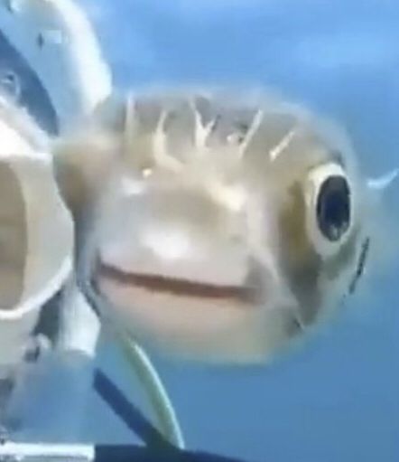 Fish 🐟🐟🐟🐟 Fish Eye Pfp Funny, Fish Profile Picture, Fish Side Profile, Fish Bowl Pfp, Fish Matching Pfp, Animals Pfp, Fish Pfp, Fish Sides, Fish Funny