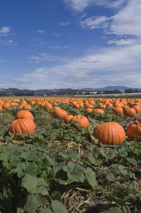 Pumpkins, Pumpkin Field, Pumpkin Garden, Pumpkin Farm, Best Pumpkin, Autumn Scenery, Autumn Beauty, Fall Plants, We Fall In Love