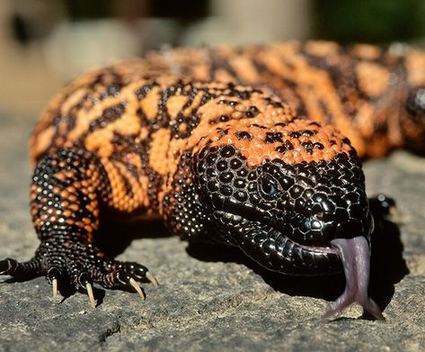 Desert Monster, Monster Lizard, Desert Lizard, Desert Lizards, Bead Lizard, Gila Monster, Monster Legends, Desert Animals, San Diego Zoo