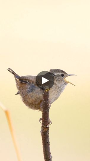 Birds Voice, Singing Bird, Bird Song, Gods Creation, Pretty Birds, Song Bird, Wren, Animal Love, Reference Photos