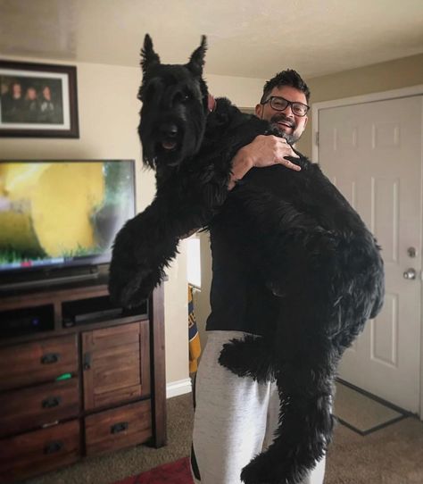 A big beautiful giant schnauzer! Big Schnauzer, Giant Schnauzer Puppy, Schnauzer Art, Miniature Schnauzers, Giant Schnauzer, Schnauzer Puppy, Schnauzer Dogs, Mini Schnauzer, Dog Agility