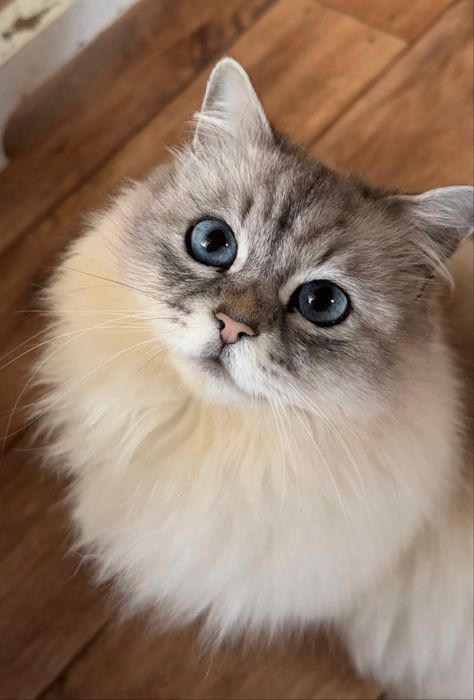 Chinchilla Persian, Female Cat, Types Of Cats, Kitten Meowing, Animal Drawing, Animal Cartoon, Ragdoll Cat, Persian Cat, Cat Names