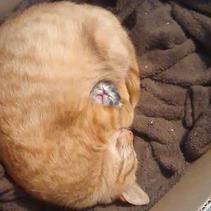 Mom And Her Baby Regnul Animal, Söt Katt, Cute Kittens, Sweet Animals, Funny Animal Pictures, My Cat, Animal Memes, 귀여운 동물, Cute Funny Animals