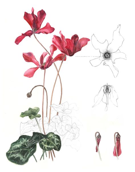 One of my first botanical pieces!  #scientificillustration #botanicalillustration #watercolorpainting #watercolorart #cyclamen #cyclamenflowers #flowerartwork #fineart Flowers Paintings, Biology Art, Antique Illustration, Flower Artwork, Watercolor Flowers Paintings, Botanical Painting, Botanical Watercolor, Scientific Illustration, Floral Artwork