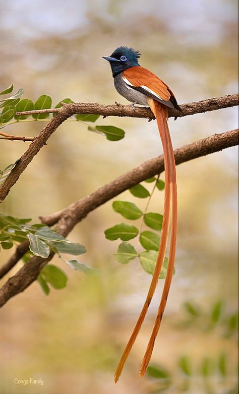 In 2015 Asian Paradise-Flycatchers were split into Amur (incei)—black throat & gray breast, Blyth's (affinis)—gray throat & breast, and Indian (paradisi)—white breast. The male has two forms: brown and white. Females lacks the tail streamers and have shorter crests. African Paradise Flycatcher, Indian Paradise Flycatcher, Asian Paradise Flycatcher, Birds Species, Flycatcher Bird, Asian Birds, Paradise Flycatcher, African Birds, Beautiful Butterflies Art