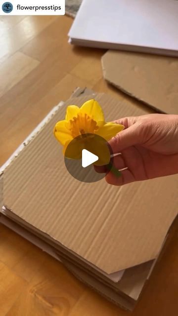 💐Flower Press Tips🌷by Berstuk on Instagram: "Like and follow for more like this! 💛✨

———————————————

The bright yellow daffodils really manage to remain vibrant even after the pressing process.

It’s awesome to be able to keep that natural beauty forever. 🌼💛
.
.
.
📸 @tujur_flowers 💛✨

———————————————

#flowerpress #flowerpressing #flowerpressed #flowerpressings #flowerpressingart #flowerpressingtips #flowerpressart #flowerpresstips #flowerpresskit #flowerpressproject #flowerpressedart #flowerpressingkit #flowerpresser #flowerpresses #flowerpressersofinstagram #flowerpressingproject #berstuk #pressedflower #pressedflowerart #pressedflowerartist #pressedflowercraft #pressedflowersuk #pressingflowers #pressingflowersandleaves" Flower Press Kit, Pressed Flower Crafts, Flower Press, Beauty Forever, Yellow Daffodils, Pressed Flower Art, Flowers And Leaves, Pressed Flowers, Bright Yellow