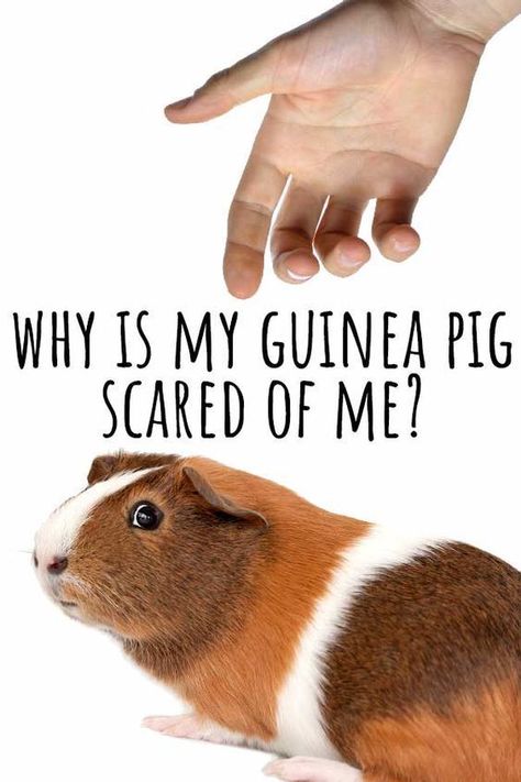 Why Is My Guinea Pig Scared Of Me? Diy Guinea Pig Toys, Guinea Pig Costumes, Guinea Pig Run, Guine Pig, Pig Facts, Guinea Pig Clothes, Diy Guinea Pig Cage, Pig Ideas, Guinea Pig Diy