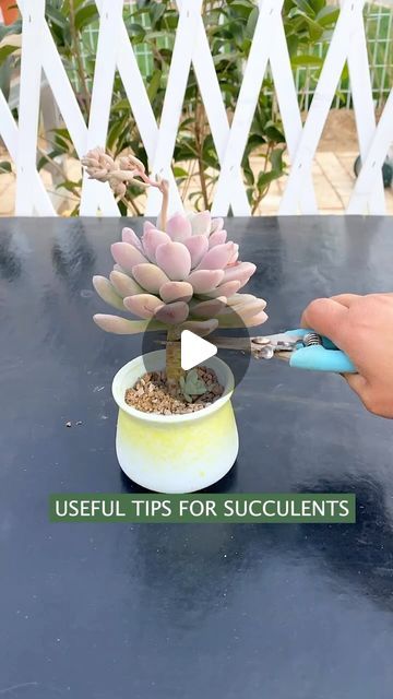 Succulents on Instagram: "Useful tips for succulents 🪴
👉 My Youtube channel: Succulent Garden

#多肉植物 #succulents #succulentlove #多肉#succulentlover #succulentaddict #succulent #succulentobsession #succulentlife #succulentcity #succulentobsessed #succulentcollection #succulover� #succulove #succulentaddiction #senda #vuonsenda #reels" Spring Snow, Small Courtyard Gardens, Succulent Garden Design, Household Plants, Succulent Garden Diy, Propagating Succulents, Smart Garden, Growing Succulents, Garden Crafts Diy