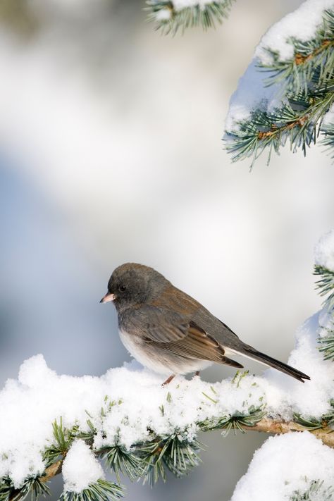 Dark-Eyed Junco Shingle House, Black Oil Sunflower Seeds, Keep Your Eyes Open, Winter Birds, Black Capped Chickadee, Common Birds, Wedding Party Planning, Container Gardening Flowers, For The Birds