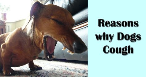 Have you noticed that your dog is making coughing sounds and you have no idea why? It makes wheezing sounds and has trouble breathing? If you want to know what is causing the cough whether you need to take it to the vet, continue reading this article.  https://loom.ly/C7ADboI Dog Cough, Zoo Veterinarian, Vet Receptionist, Dog Coughing, Lung Sounds, Vet Nurse, Dog Heart, Vet Assistant, Vet Student