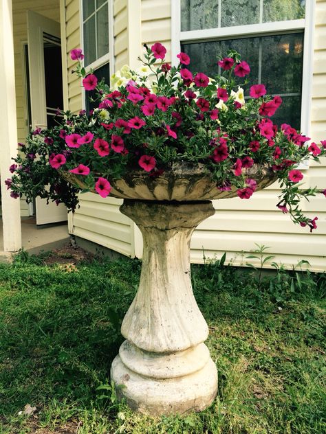 Plants In Bird Bath, Bird Bath In Flower Bed, Bird Bath Flower Bed, Bird Bath With Flowers, Bird Bath Decorating Ideas, Flowers In Bird Bath, Flower Bed With Bird Bath, Bird Bath Front Yard, Outdoor Bird Bath Ideas