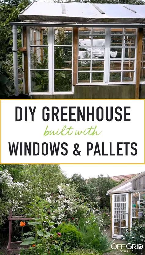 Greenhouse built from old windows and pallets Pallet And Window Greenhouse, Diy Greenhouse Plans With Old Windows, Greenhouse Made From Pallets, Greenhouse From Pallets, Greenhouse Made With Old Windows, Diy Greenhouse Old Windows, Greenhouse Diy Old Windows, Greenhouse From Old Windows Diy, Diy Greenhouse With Old Windows