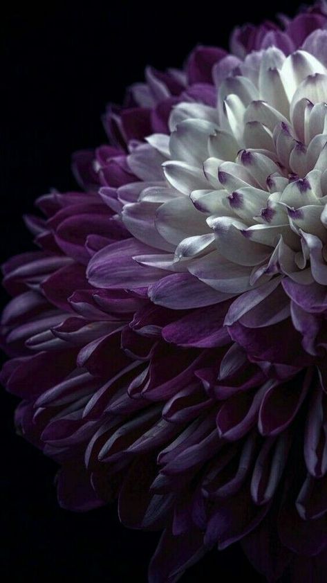 Chrysanthemum Wallpapers Purple, Trendy Flowers, Flowers Wallpaper, All Things Purple, Garden Care, Purple Wallpaper, Dark Background, Purple And White, Purple Aesthetic