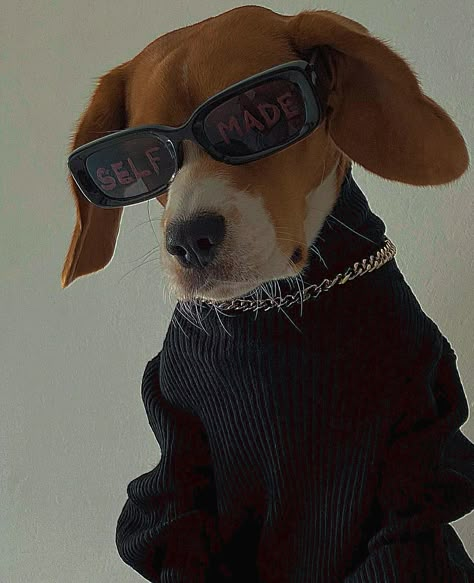 Pet Photo Shoot, Boys Covering Face, Dog Photography Poses, Animal Photoshoot, Dog With Glasses, Me Vibes, Funny Story, Dog Photo, Cat Animal