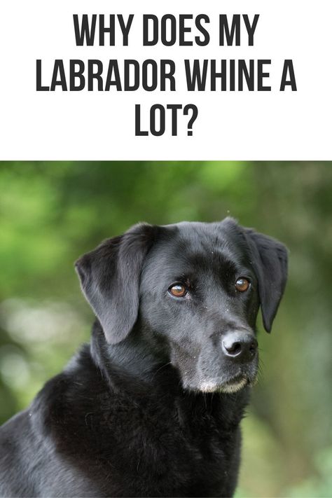 This post will show you a number of reasons why your Labrador whines a lot. Training A Lab Puppy, Funny Labradors, Wild Animal Pictures, Labrador Quotes, First Time Dog Owner, Black Retriever, Labrador Retriever Black, Labrador Retriever Funny, Labrador Retriever Facts