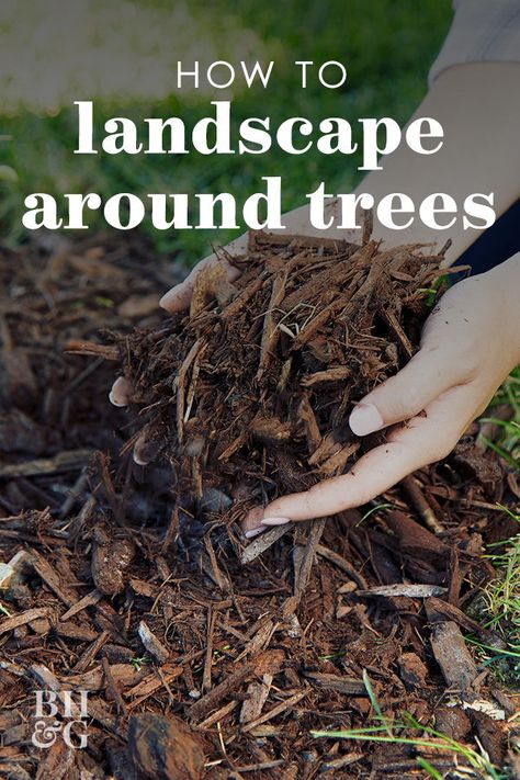 Mulching around a tree is a must. Mulch can mean more than just wood chips—shredded bark, pine straw, and even gravel also work well. #treelandscaping #landscapearoundtrees #gardening #gardenideas #landscapingideas #yardideas #bhg Mulch Bed Around Tree, Tree Wells Ideas, Wood Mulch Landscaping, Wood Bark Ideas, Mulch Around Trees Landscaping Ideas, Tree Mulch Ideas, Landscaping Around Pine Trees, Landscape Ideas Around Trees, Bark Garden Ideas