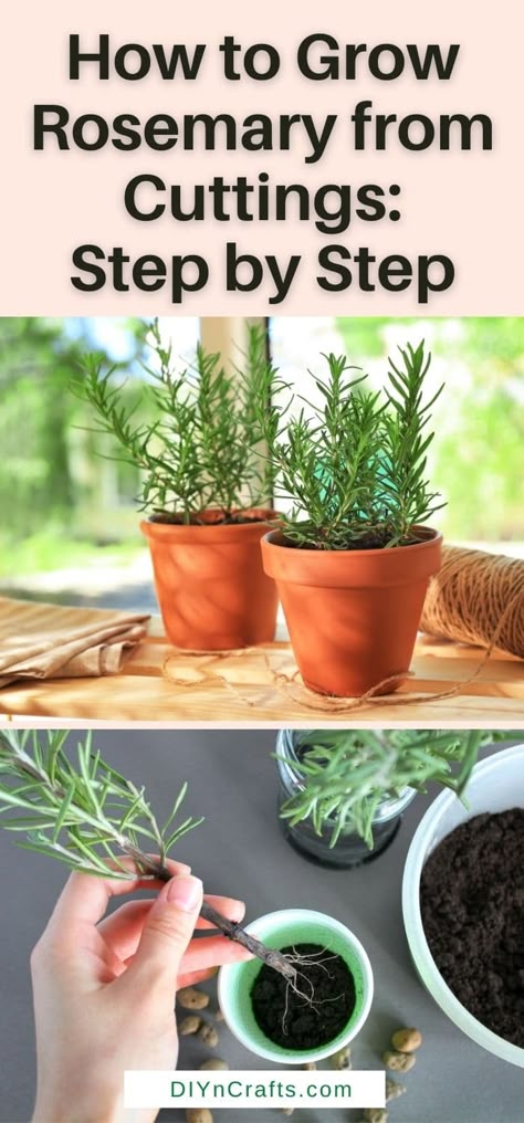 How To Regrow Rosemary, Lavender Rosemary Thyme Garden, Rosemary Herb Plant, Growing Rosemary From Clippings, When To Plant Rosemary, How To Grow Cuttings From Plants, Decorating With Rosemary, How To Grow Rosemary Indoors, Grow Rosemary From Clippings