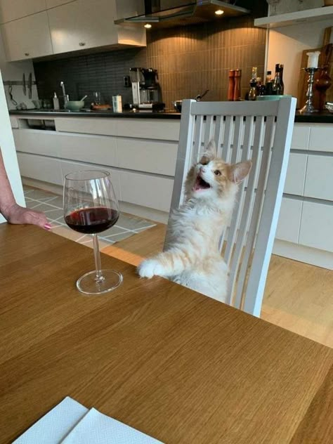 Cat Wine, Silly Cats Pictures, Your Cute, Cat Aesthetic, Glass Of Wine, Funny Cute Cats, Silly Cats, Cute Creatures, Pretty Cats